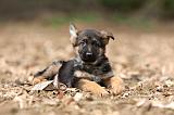 BERGER ALLEMAND 1024